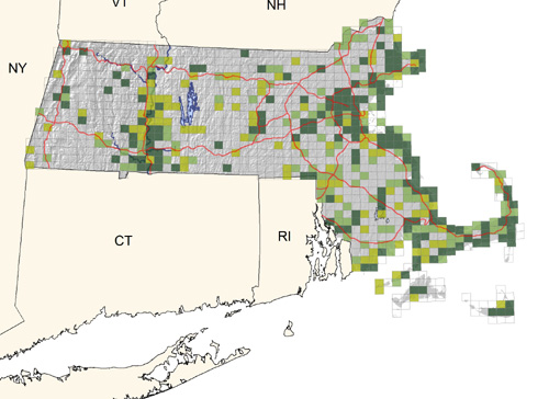 locally common along the coast, in residential areas of larger inland cities, and in the Connecticut River valley; uncommon elsewhere but increasing and spreading