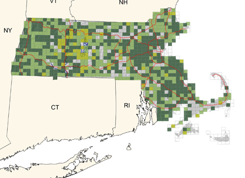 common and widespread; uncommon to rare on the Cape and Vineyard