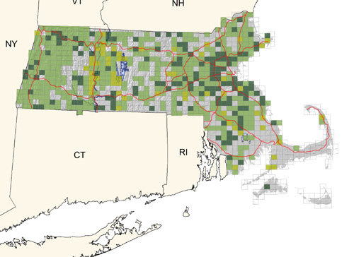 uncommon to common throughout most of the state in second-growth and woodland edges; rare on the Cape and Islands