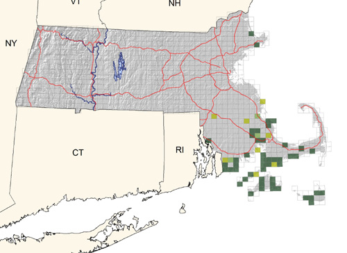 locally common along southeastern coastal plain and islands; spreading and increasing