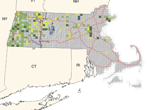 uncommon in extensive forested areas; less common and local in eastern Massachusetts and absent in the southeastern coastal plain