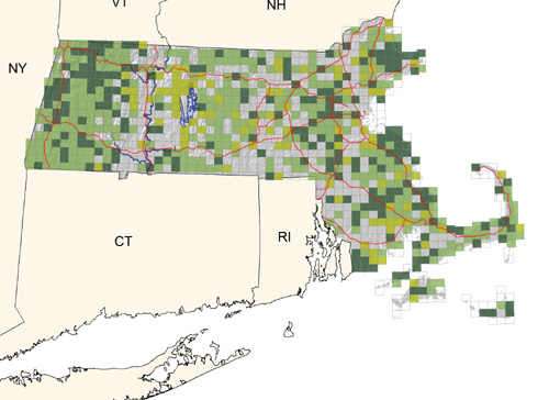 uncommon in coniferous forests and plantings throughout the state; possible declining