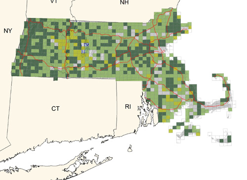 common in mixed and deciduous woodlands (and adjacent shade trees) throughout the state