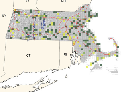 uncommon and local throughout most of the state; prefers drain pipes, crevices, and sandbanks for nesting