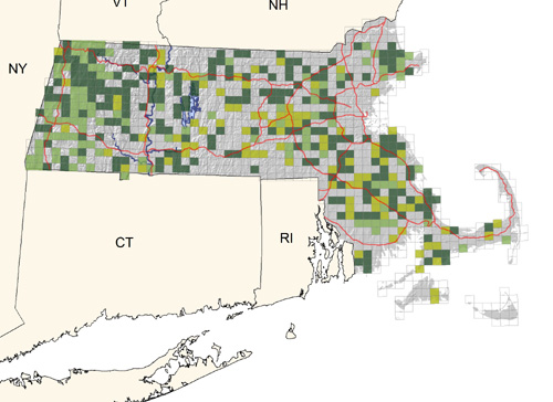 fairly common in woodlands with dense undergrowth; scarcer on the Cape and absent on Nantucket