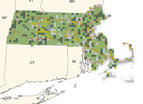 fairly common in mature mixed and deciduous woodlands; scarcer on the Cape and Islands