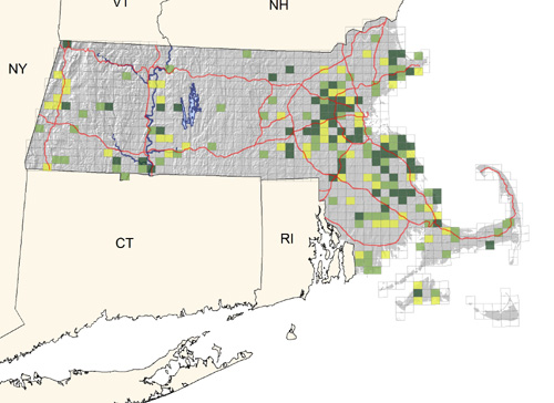 common in eastern deciduous woodlands; less common or lacking at higher elevations and along the southeastern coastal plain