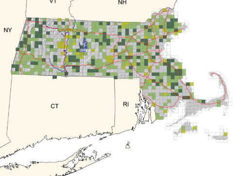 fairly common in swamps, marshes, and wet meadows throughout most of state; scarcer on the Cape and Islands