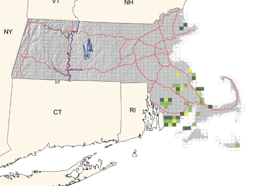 locally uncommon in moist thickets of southeastern Massachusetts