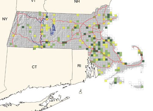 uncommon in second-growth woodlands and scrubby areas