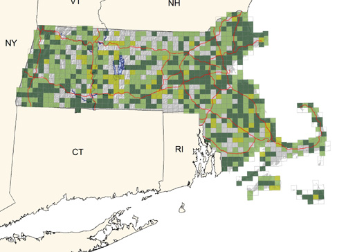 common throughout the state in moist thickets and along watercourses